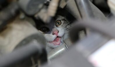 Artvin’de İnanılmaz Kurtuluş Hikayesi: Motorunda 4 Yavru Kedi Taşıyan Sürücü Şaşkınlık Yaşadı