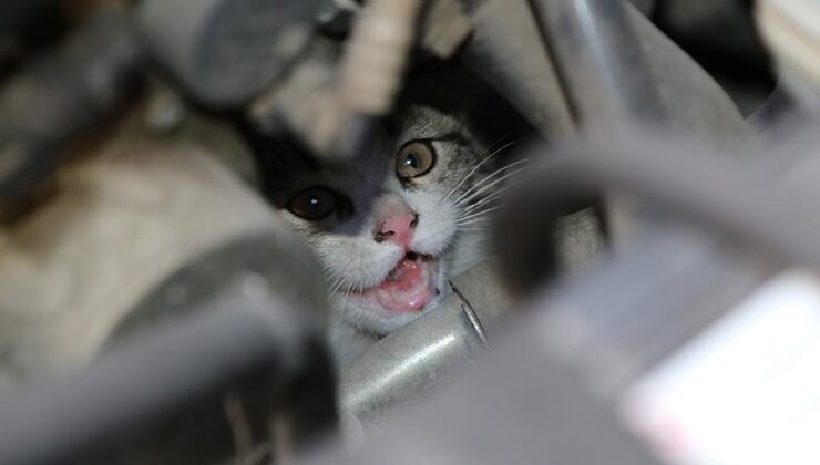 Artvin’de İnanılmaz Kurtuluş Hikayesi: Motorunda 4 Yavru Kedi Taşıyan Sürücü Şaşkınlık Yaşadı