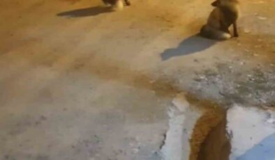 Trabzonlu Rafet Hancı’nın Yüreği Isıtan Tilki Dostluğu: “Misafirlerimiz Gelmiş”