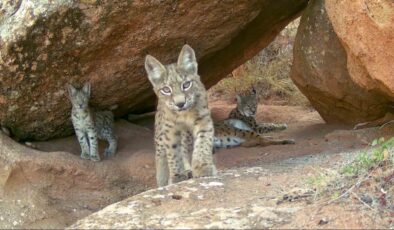 Sivas’ta Yıllar Sonra Nadir Anlar: ‘Ormanın Hayaletleri
