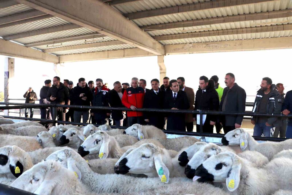 Yıldızeli Koyun Dağıtımı