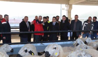 Yıldızeli’nde Hane Başı 50 Koyun ve 2 Koç Dağıtımı: Üreticiye %70 Hibe Desteği