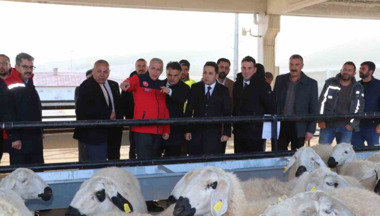 Yıldızeli’nde Hane Başı 50 Koyun ve 2 Koç Dağıtımı: Üreticiye %70 Hibe Desteği