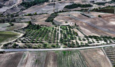 Adana’da kiraladığı çorak araziyi keçiboynuzuyla tarıma kazandırdı