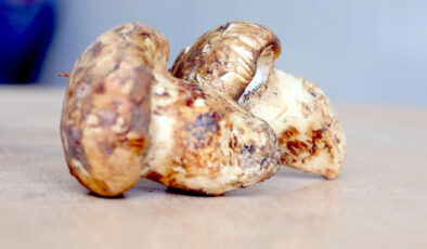 Adana’da sedir mantarı çıktı: Japonlar yoğun ilgi gösteriyor