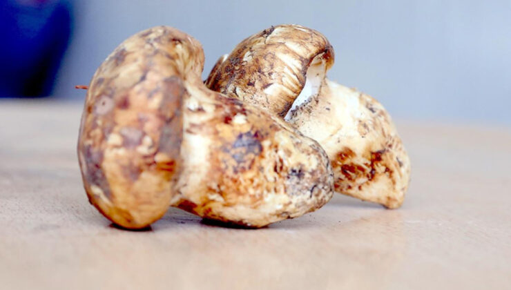 Adana’da sedir mantarı çıktı: Japonlar yoğun ilgi gösteriyor