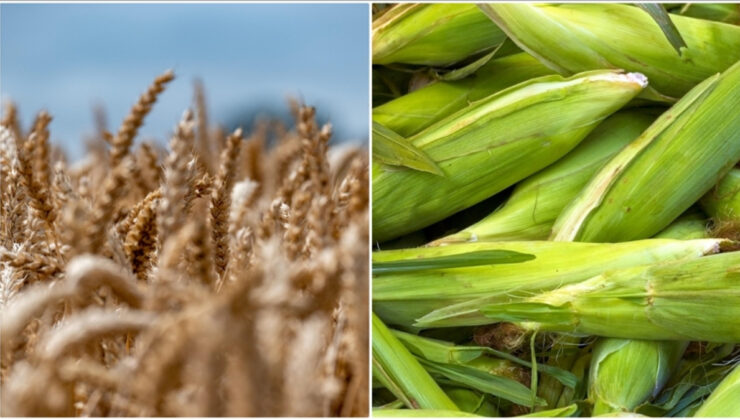 Arpa ve mısır ithalatında tarife kontenjanları 1 milyon tona çıkartıldı