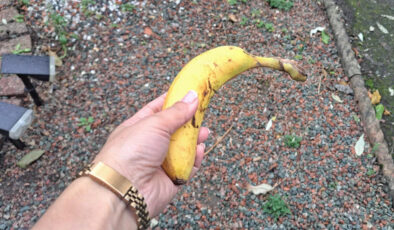 Bahçıvanlar kasım ayında bahçeye muz koyuyor: İşte sebebi