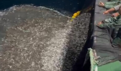 Çanakkale’de bir grup balıkçı yavru balıkları denize geri saldı