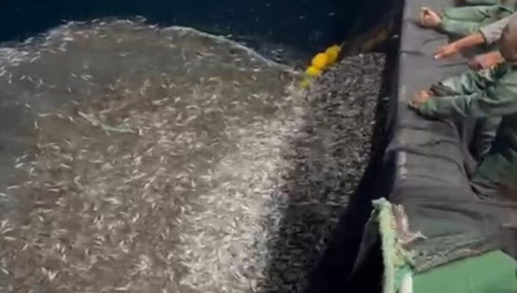 Çanakkale’de bir grup balıkçı yavru balıkları denize geri saldı