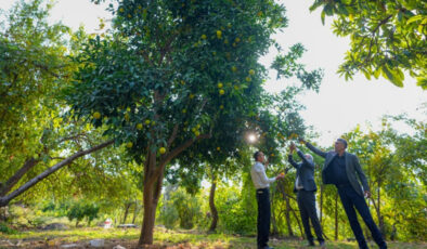 Diyarbakır’da Deneme Amaçlı Dikilen Narenciye Ağaçları Meyve Verdi
