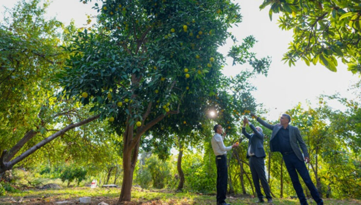 Diyarbakır’da Deneme Amaçlı Dikilen Narenciye Ağaçları Meyve Verdi