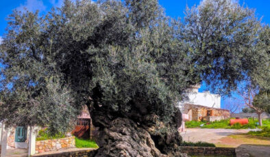 4000 Yıllık Minos Tanığı: Girit’in Canlı Anıtı Olivo de Vouves