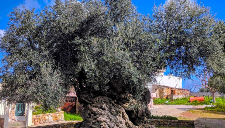 4000 Yıllık Minos Tanığı: Girit’in Canlı Anıtı Olivo de Vouves