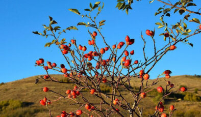 Erzincan’da Dağların Kırmızı Hazinesi Kuşburnu İçin Hasat Zamanı