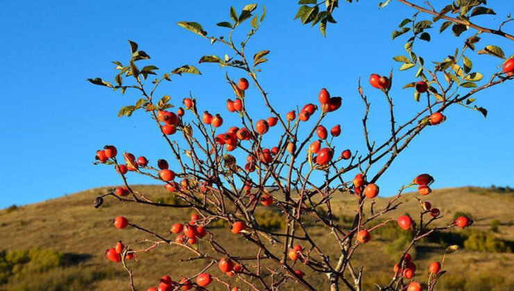 Erzincan’da Dağların Kırmızı Hazinesi Kuşburnu İçin Hasat Zamanı