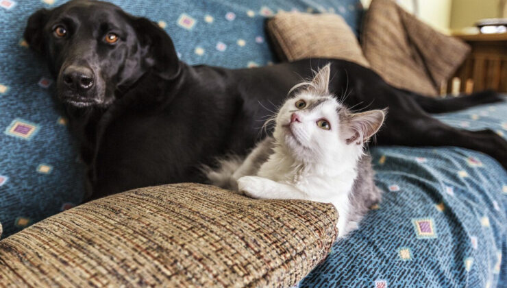 Hangi hayvan ne kadar yaşar? Kedi, köpek, balık, kuş…