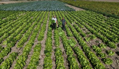 Hatay’da bulunan Amik Ovası’nda hasat edilen marul, 25 TL’ye satılıyor