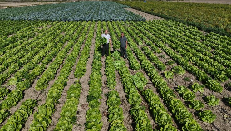 Hatay’da bulunan Amik Ovası’nda hasat edilen marul, 25 TL’ye satılıyor