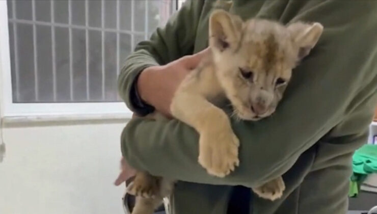 İstanbul’da yasa dışı yolla getirilen Afrika aslanı yavrusuna el konuldu