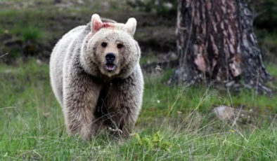 Japonya’da Ayı Saldırısı ve Trafik Kazası Alarmı: Ölümler Rekor Kırdı!