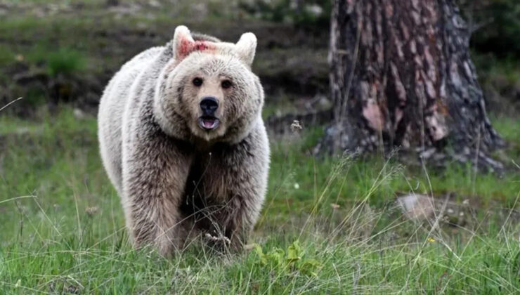 Japonya’da Ayı Saldırısı ve Trafik Kazası Alarmı: Ölümler Rekor Kırdı!