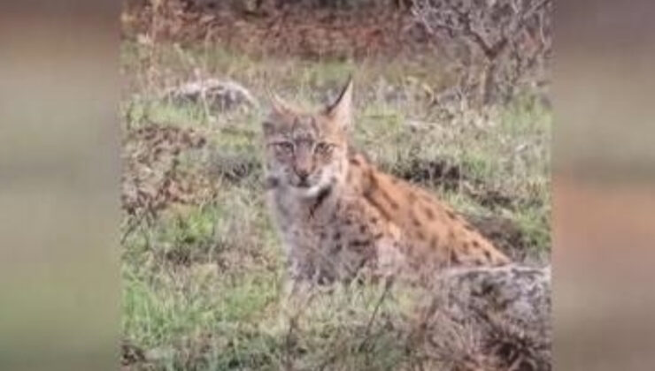 Karabük’te nesli tehlike altındaki vaşak görüntülendi