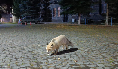 Kars’ta tilkiyi bisküvi ile besledi: O anları kayda aldı