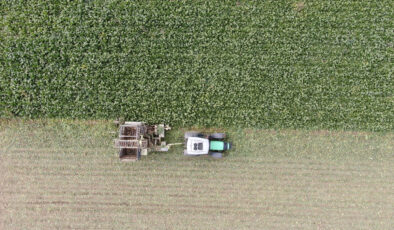 Kastamonu’da çiftçilerin zorlu pancar mesaisi: 1 dönüm alandan 5 ton ürün elde edildi