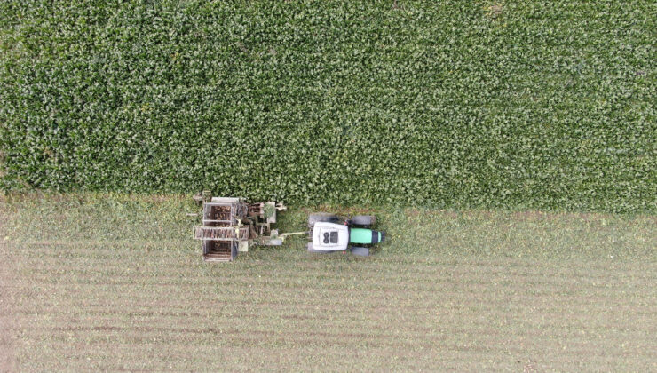 Kastamonu’da çiftçilerin zorlu pancar mesaisi: 1 dönüm alandan 5 ton ürün elde edildi