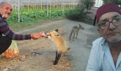 Amasya’da Küs İki Kardeşin Kalbini Tilkiler Birleştirdi: Mangal Partisi Bile Yaptılar