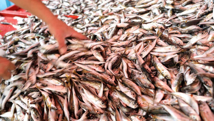 Mevsimi geldi: Kasım ayının 5 balığı