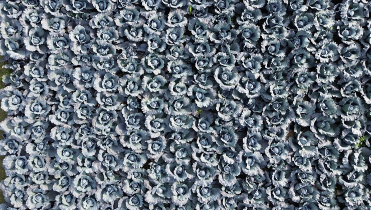 Samsun Bafra Ovası’nda Kırmızı Lahana Hasadı Başladı