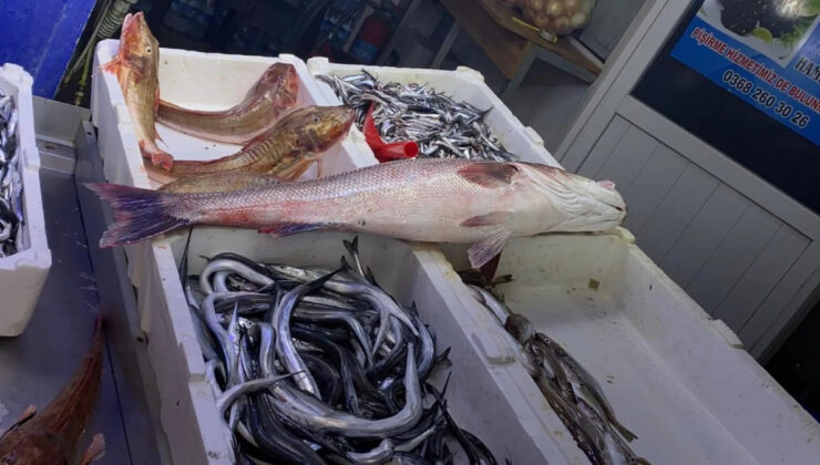 Sinop’ta oltayla yakalanan deniz levreği 9 bin liraya satıldı