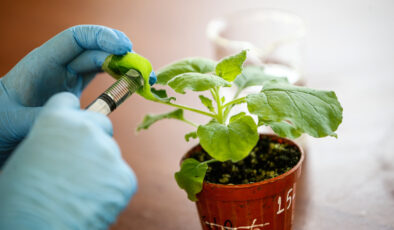 Soğuğa dayanıklı: İşte kasım ayında ekilecek/dikilecek bitkiler