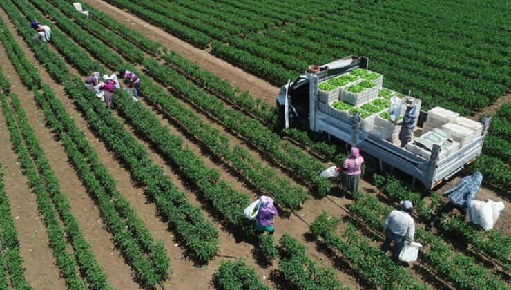 Tarımsal üretimde rekor: Türkiye dünyada 7, Avrupa’da 1’inci sıraya yerleşti