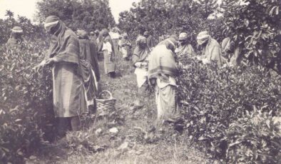 Gün Yüzüne Çıkan Arşiv Türk Çayının Bilinen Tarihini Değiştirdi