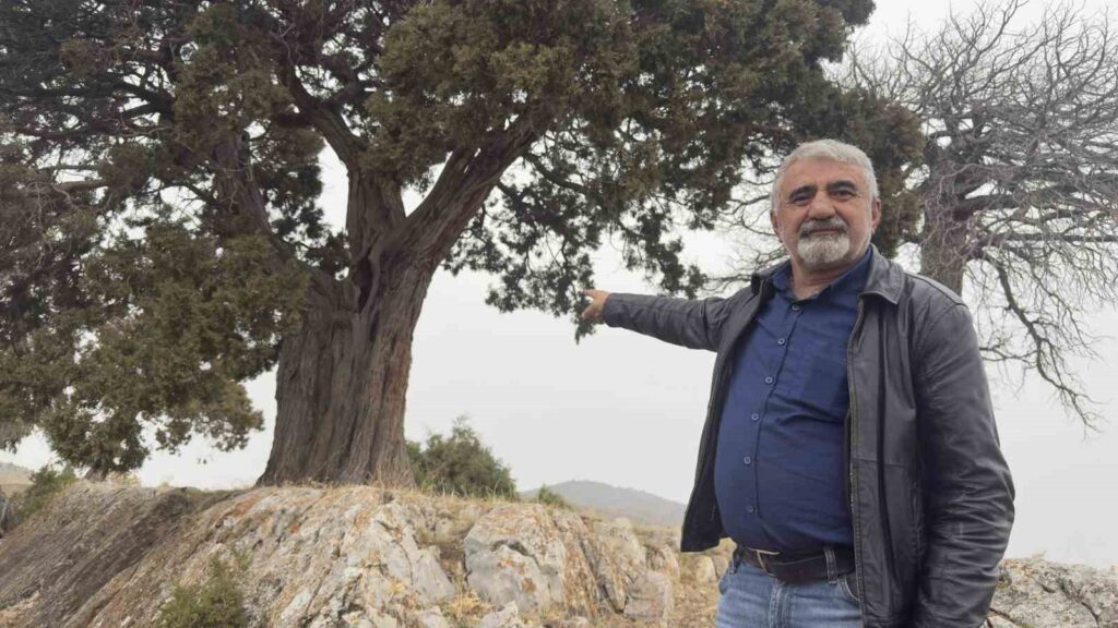 508 Yaşındaki Ardıç Koruma Altında