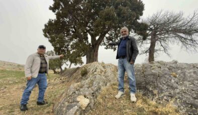 Tokat’ta 508 Yıllık Ardıç Ağacı: Köy Halkı Anıt Ağaç Tescili İstiyor!