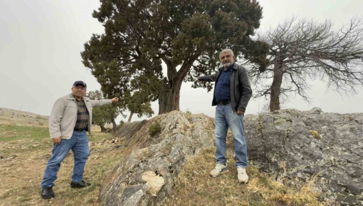 Tokat’ta 508 Yıllık Ardıç Ağacı: Köy Halkı Anıt Ağaç Tescili İstiyor!