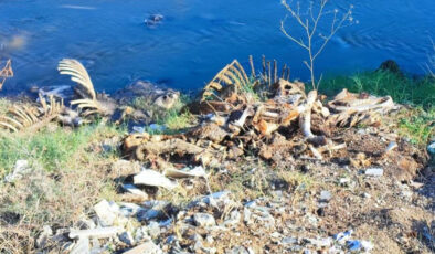 Adana’da dere yatağına yine at ve eşek kalıntıları atıldı: Mahalle halkı isyanda