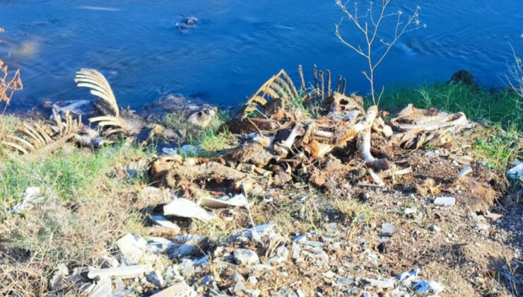 Adana’da dere yatağına yine at ve eşek kalıntıları atıldı: Mahalle halkı isyanda