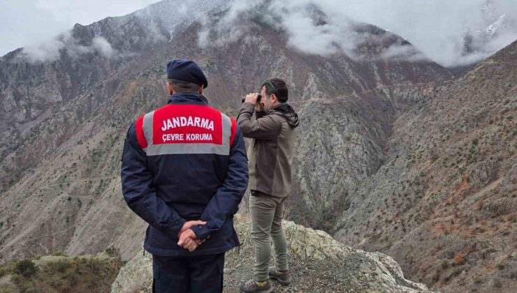 Artvin’de Yaban Hayatı Mercek Altında: Kaçak Avcılara Geçit Yok