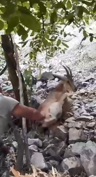 Artvin yaban keçisi