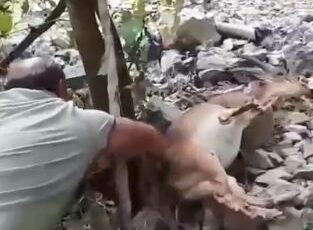 Bahçede Uyuyan Yaban Keçisi “Kalk Kızım” Diyerek Uyandırıldı