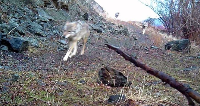 Bayburt kurt sürüleri