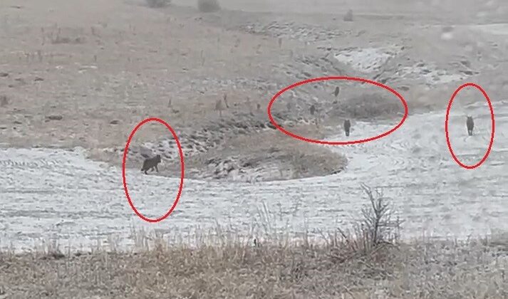 Bayburt’ta Aç Kalan Kurt Sürüleri Köylere İndi