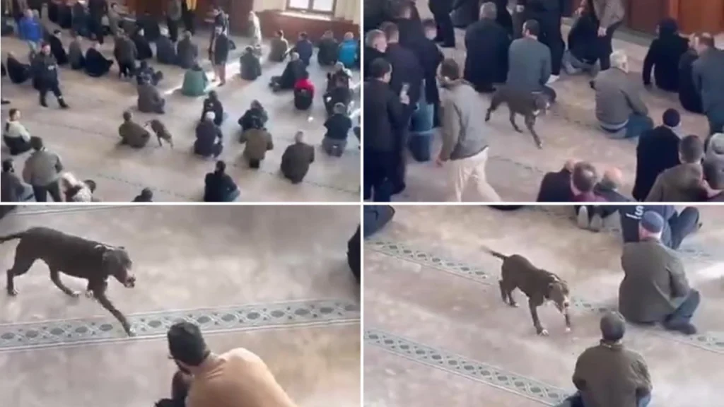 Çayırova camiye giren pitbull