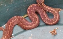 Hava Sıcaklıkları Yaban Hayatını Vurdu: Ayılardan Sonra Yılanlar da Kış Uykusuna Yatamadı