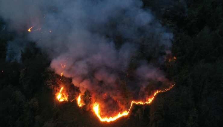 Artvin Hopa’daki Büyük Orman Yangını Söndürüldü: 5 Hektar Kül Oldu